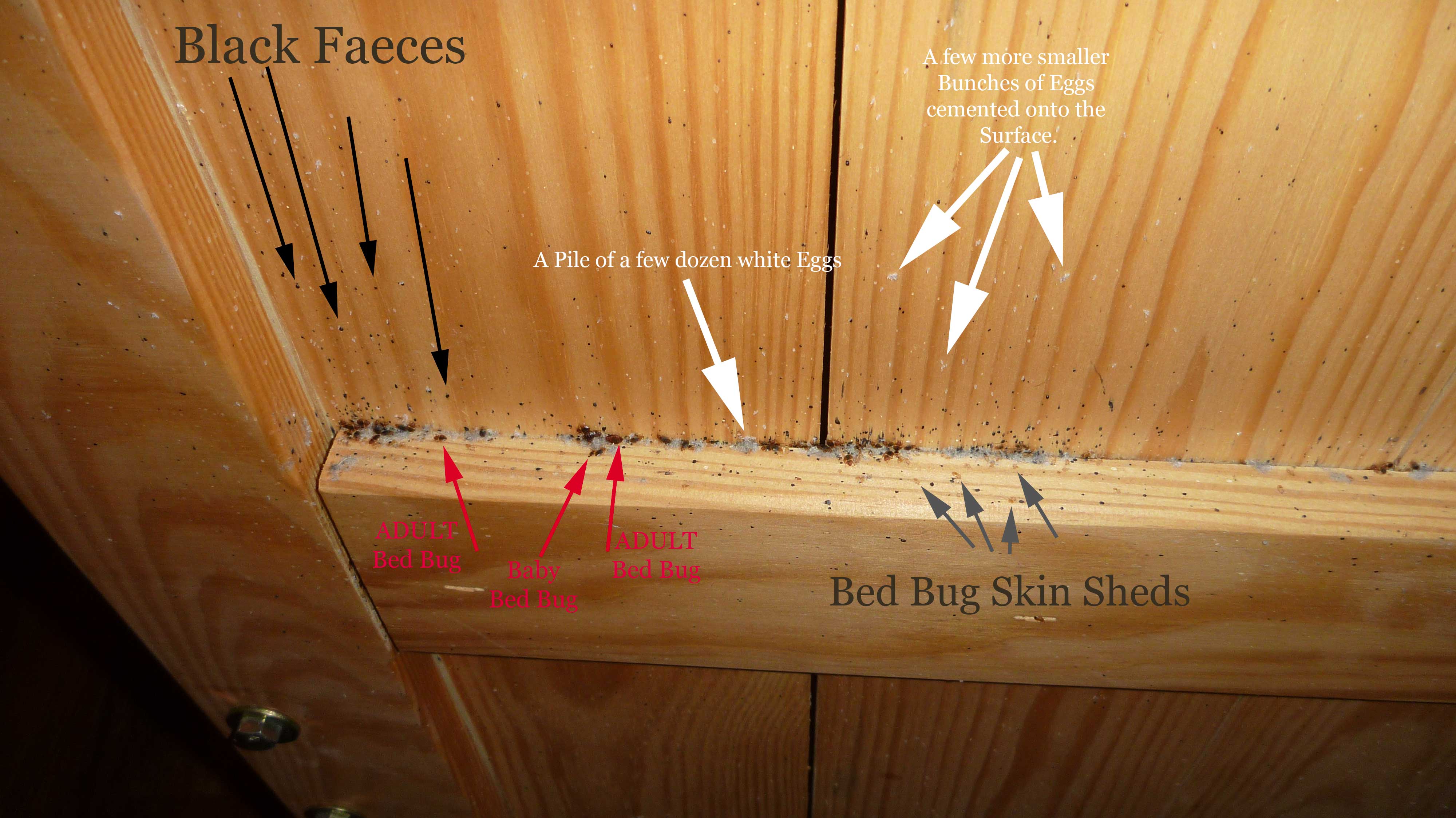 Bed on sale bug nest
